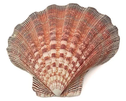 Lion Paw Shell